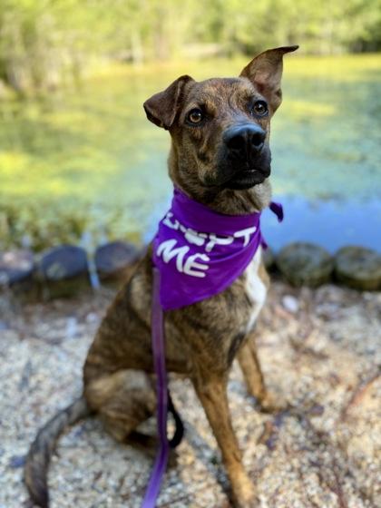 Saint, Adoptable, Young Male Australian Shepherd & Mixed Breed.