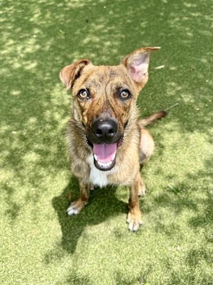 Saint, a Adoptable mixed breed in Picayune, MS image 2/3