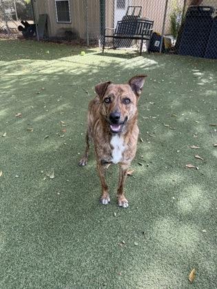 Enlarge Saint, a Adoptable mixed breed in Picayune, MS image 1/3