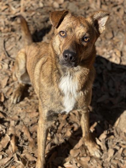 Enlarge Saint, a Adoptable mixed breed in Picayune, MS image 1/3
