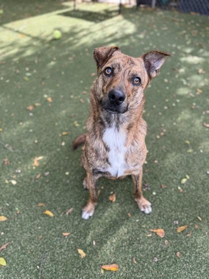 Saint, Adoptable, Young Male Australian Shepherd & Mixed Breed.