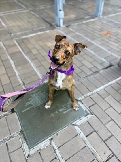 Saint, a Adoptable mixed breed in Picayune, MS image 3/3