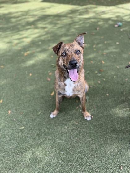 Enlarge Saint, a Adoptable mixed breed in Picayune, MS image 3/3