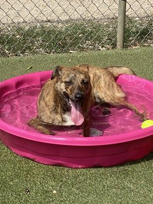 Enlarge Saint, a Adoptable mixed breed in Picayune, MS image 2/3