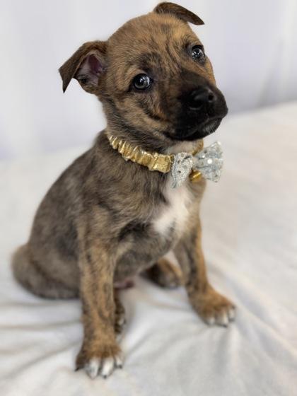 Enlarge Saint, a Adoptable mixed breed in Picayune, MS image 3/3