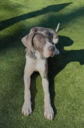 Enlarge Koa, a Adoptable Great Dane in Iron Station, NC image 1/3