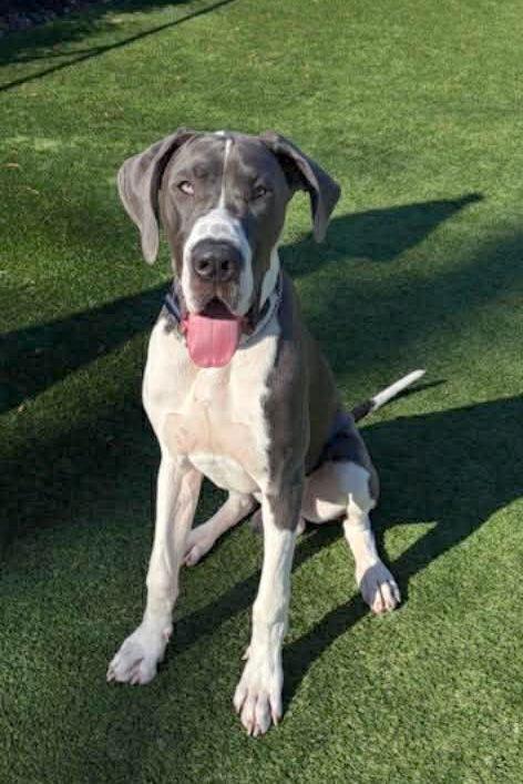 Enlarge Koa, a Adoptable Great Dane in Iron Station, NC image 2/3