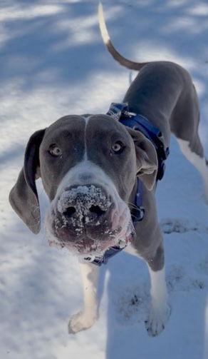 Enlarge Koa, a Adoptable Great Dane in Iron Station, NC image 3/3