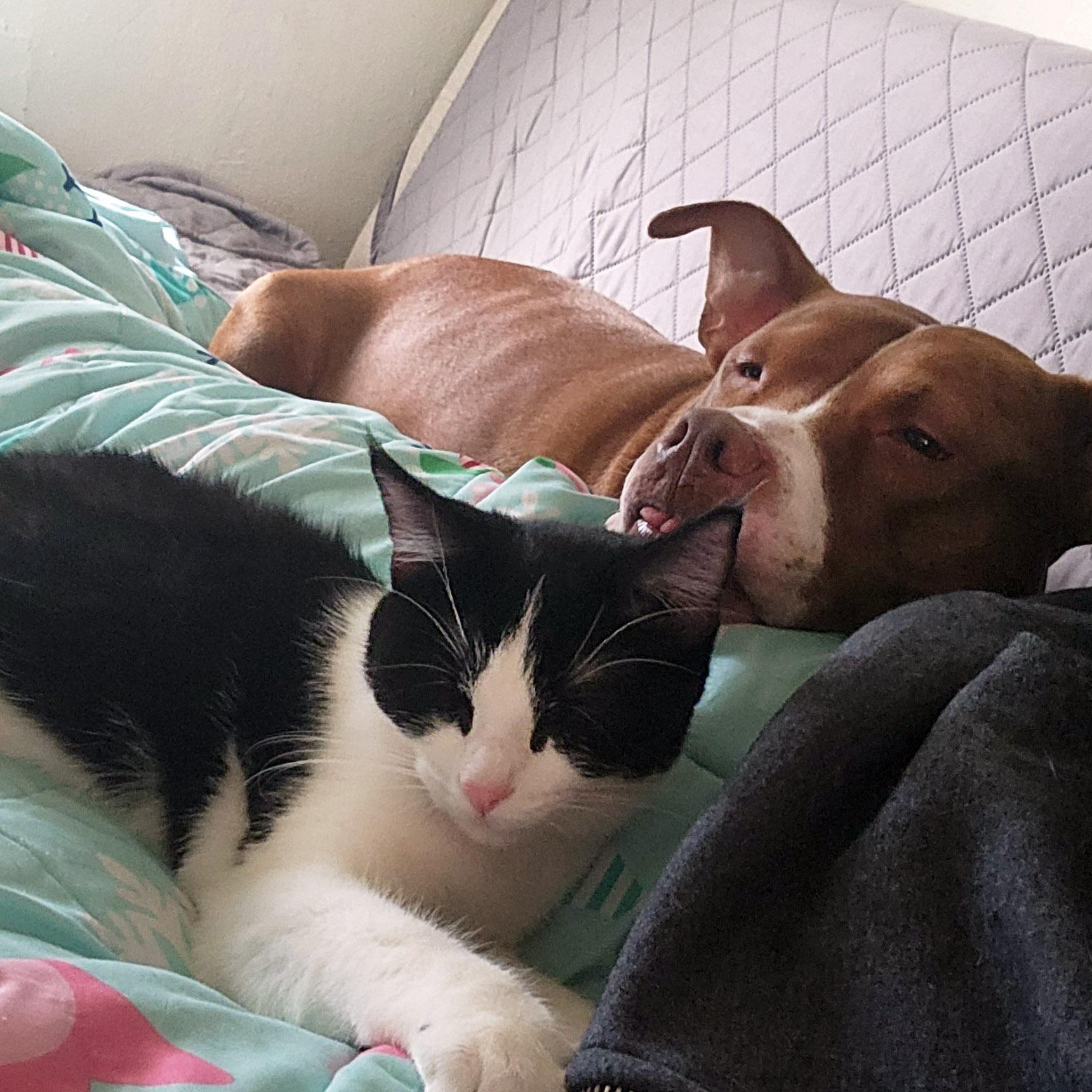 Raspberry, an adopted Tuxedo in Chicago, IL image 5/5