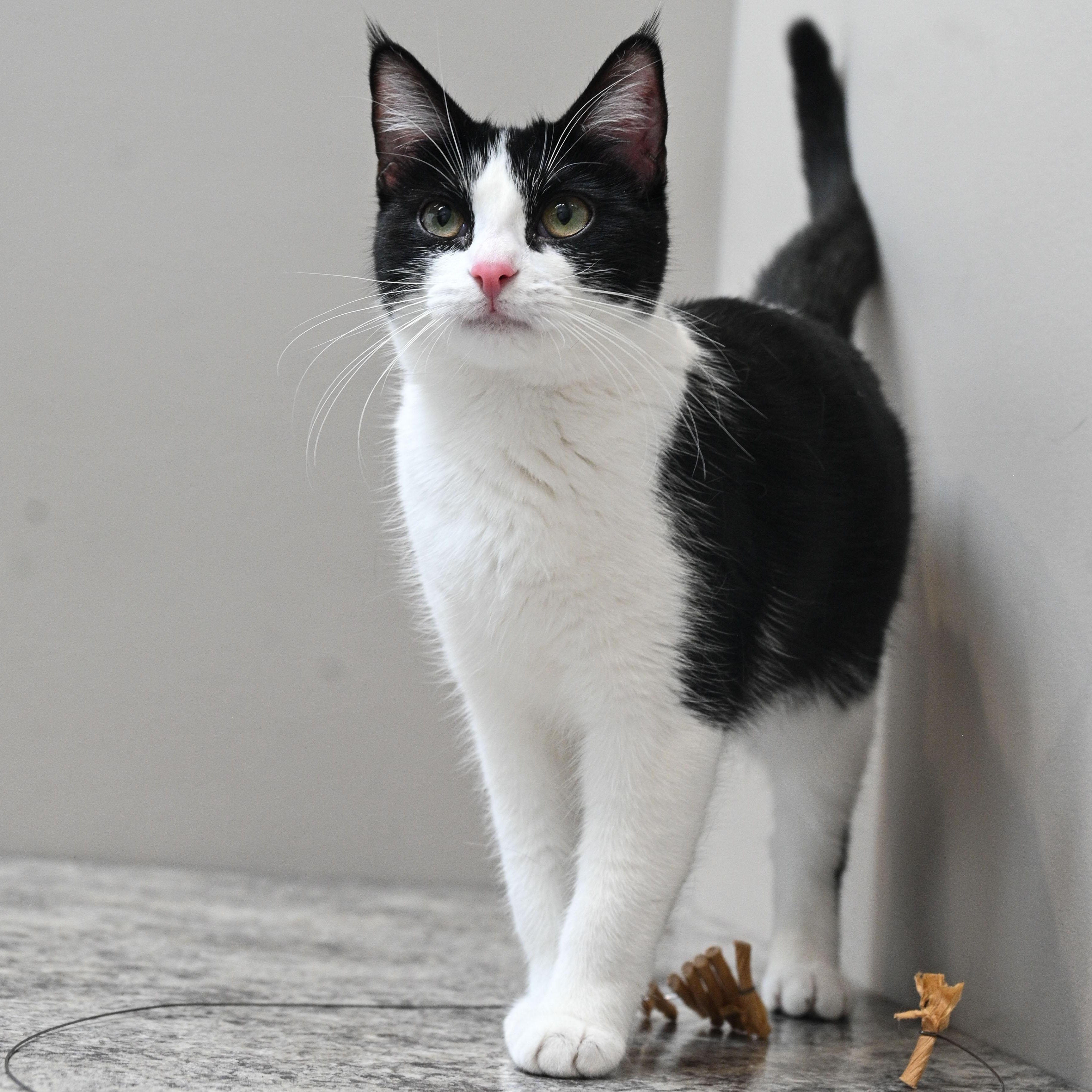 Raspberry, an adopted Tuxedo in Chicago, IL image 2/5