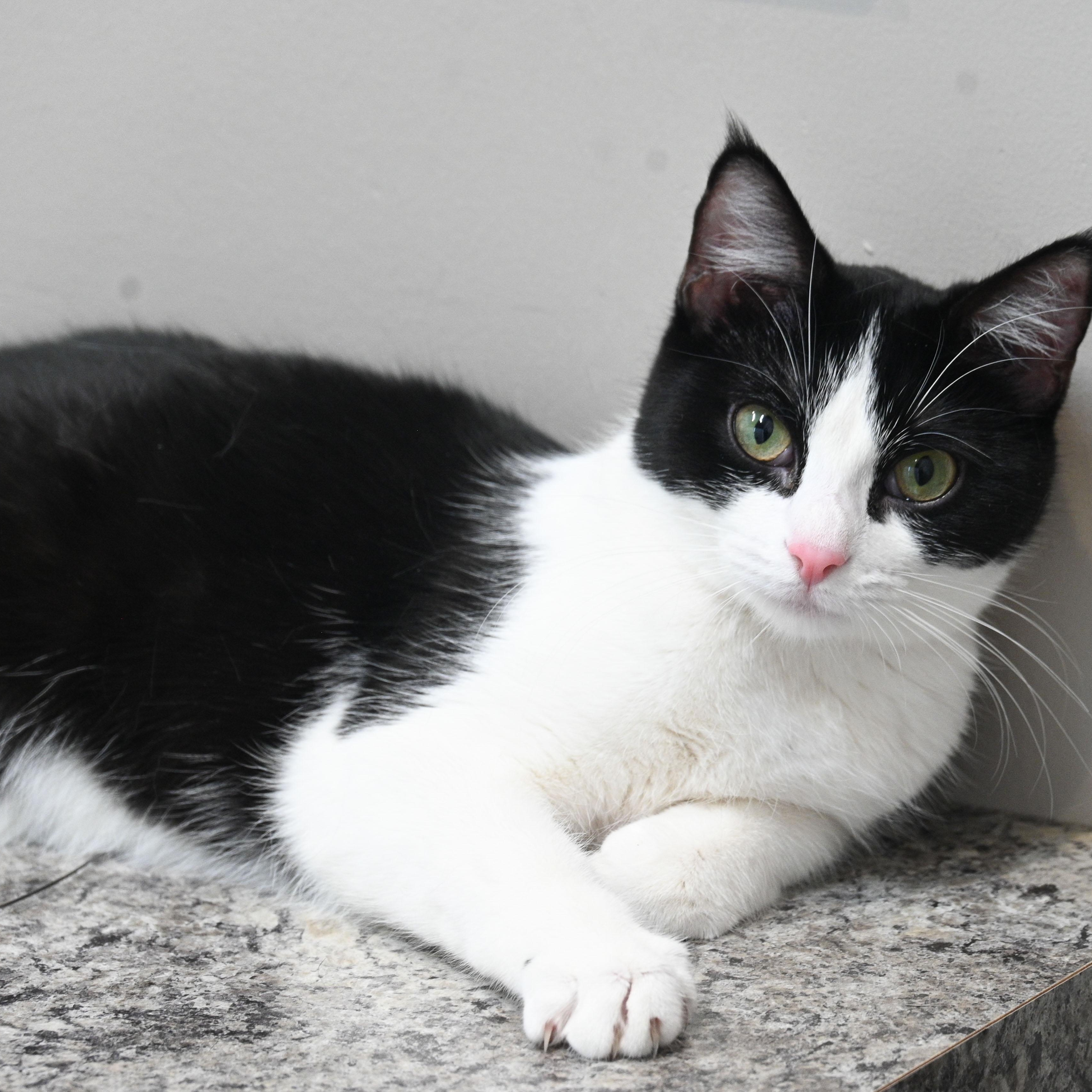 Raspberry, an adopted Tuxedo in Chicago, IL image 4/5