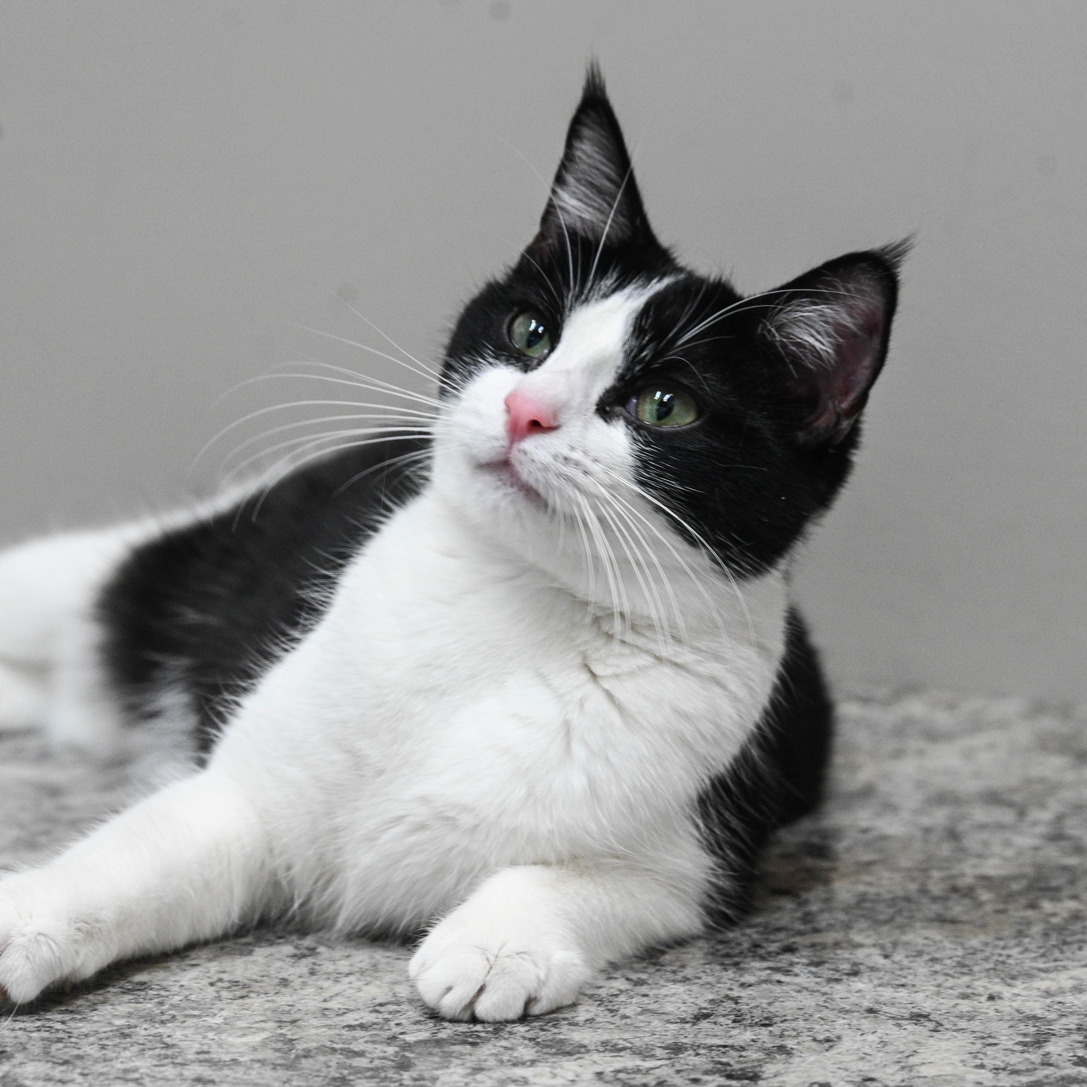 Raspberry, an adopted Tuxedo in Chicago, IL image 3/5
