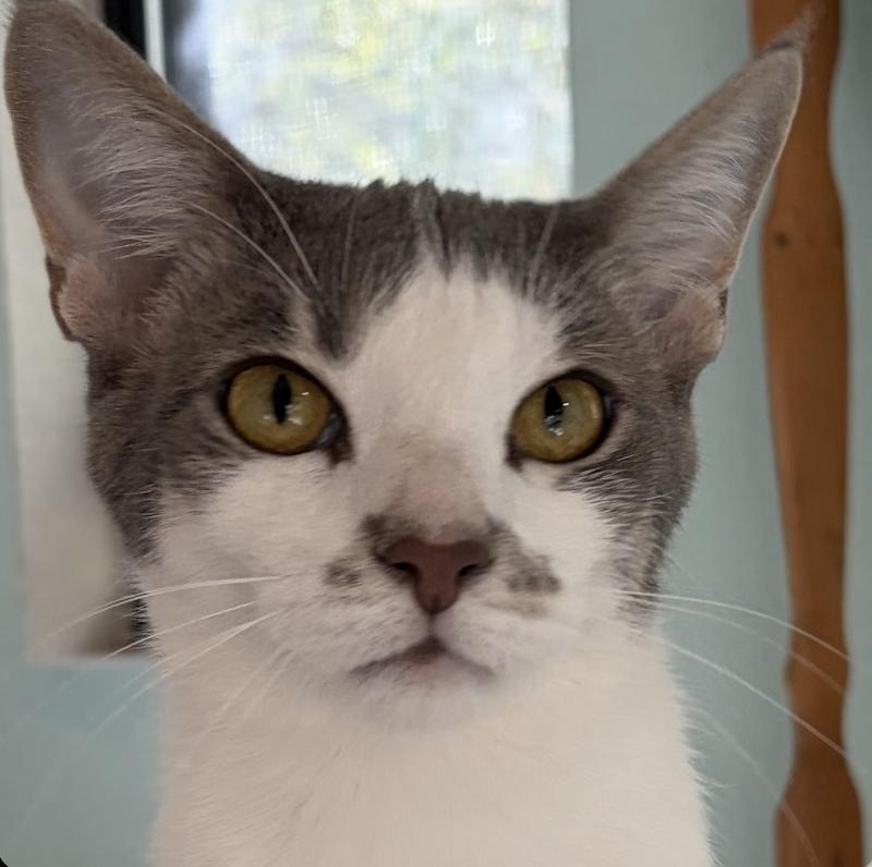 Nani, Adoptable, Adult Female Domestic Short Hair.