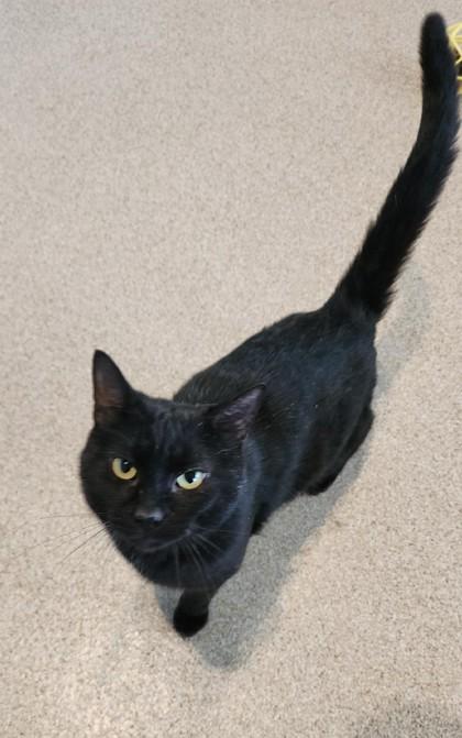 Enlarge Scarface, a ADOPTABLE mixed breed in Fairfield, IA image 1/1