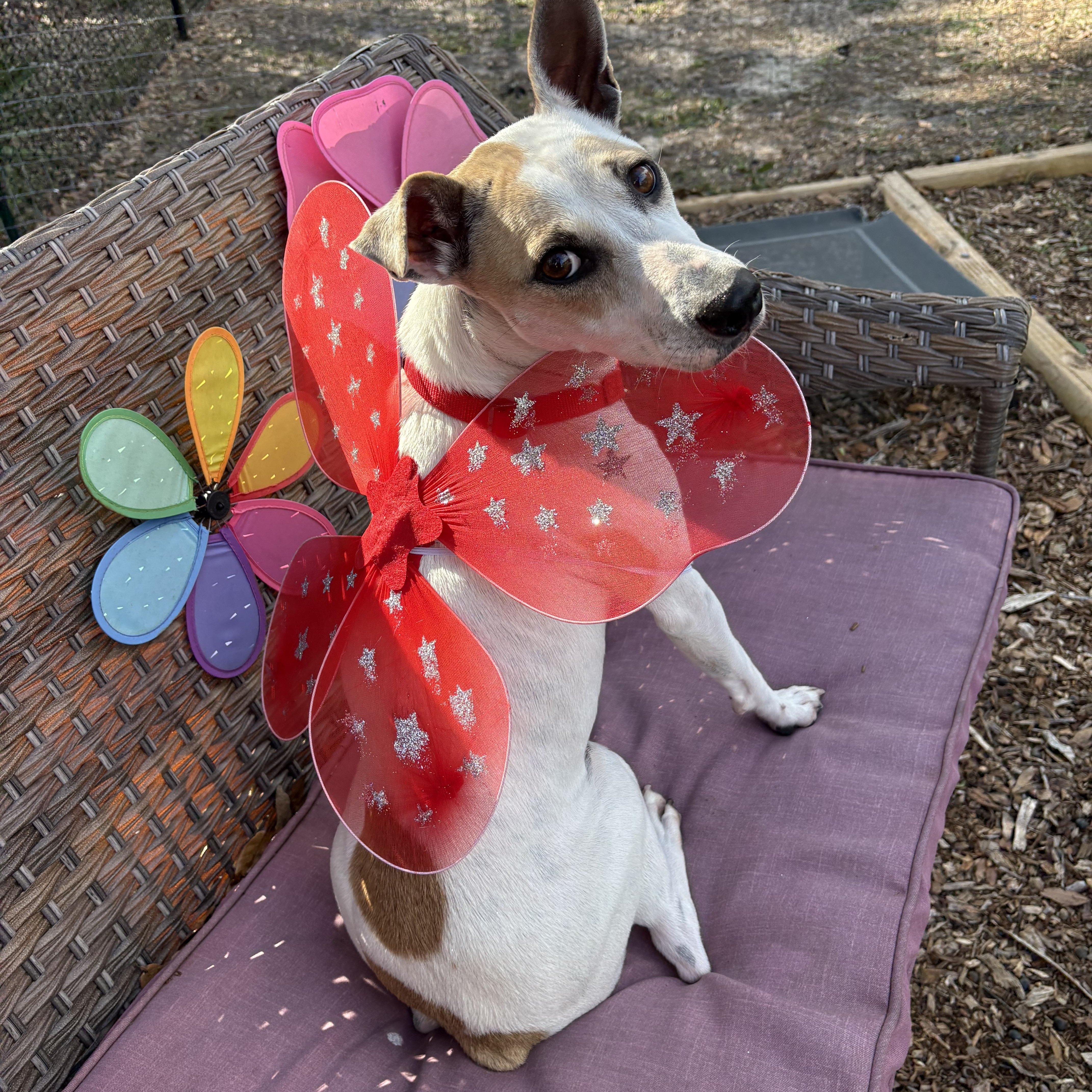 Enlarge Holly, a ADOPTABLE mixed breed in Inverness, FL image 1/5