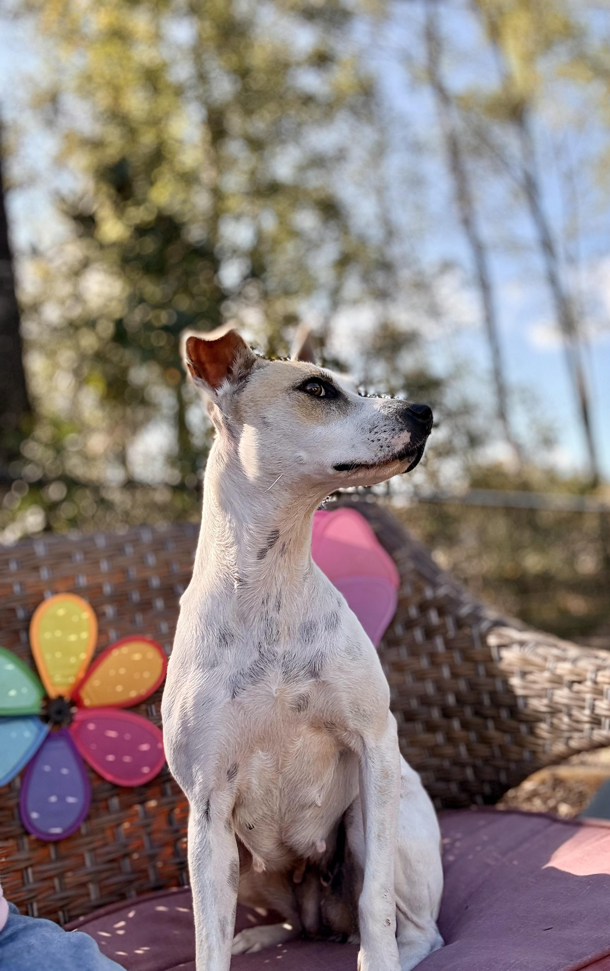 Enlarge Holly, a ADOPTABLE mixed breed in Inverness, FL image 3/5