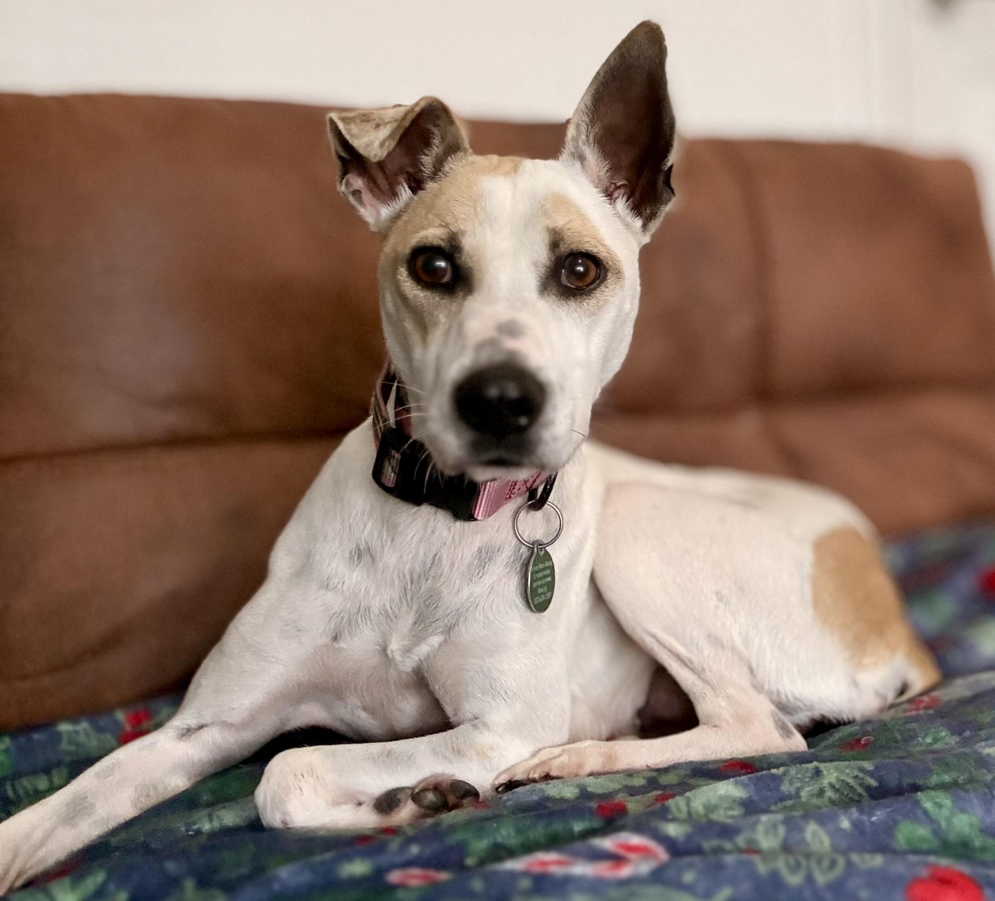 Enlarge Holly, a ADOPTABLE mixed breed in Inverness, FL image 5/5