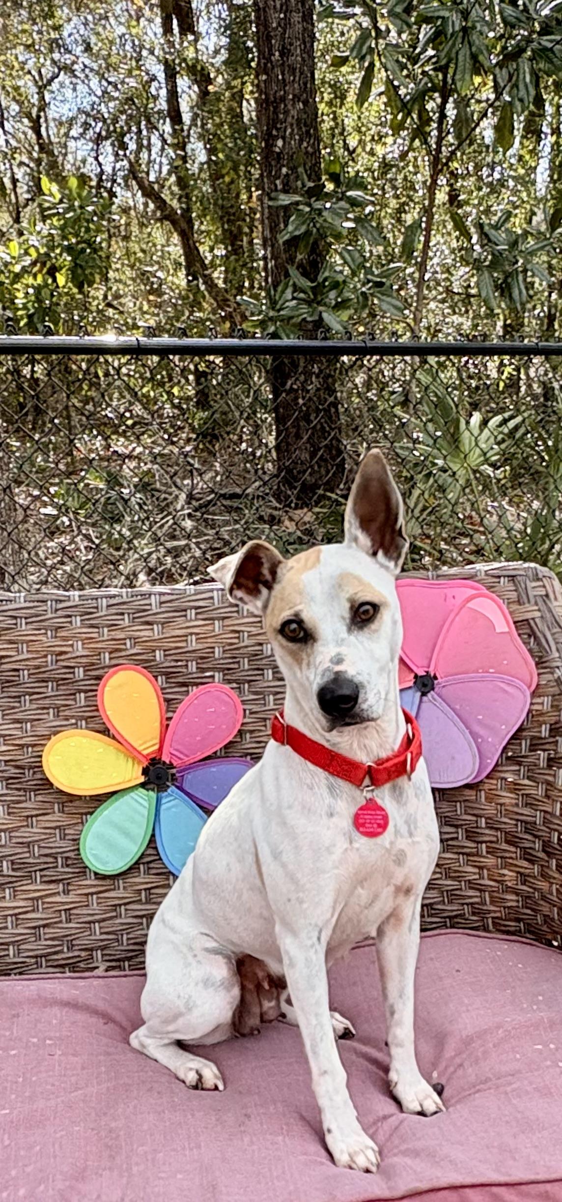 Enlarge Holly, a ADOPTABLE mixed breed in Inverness, FL image 2/5