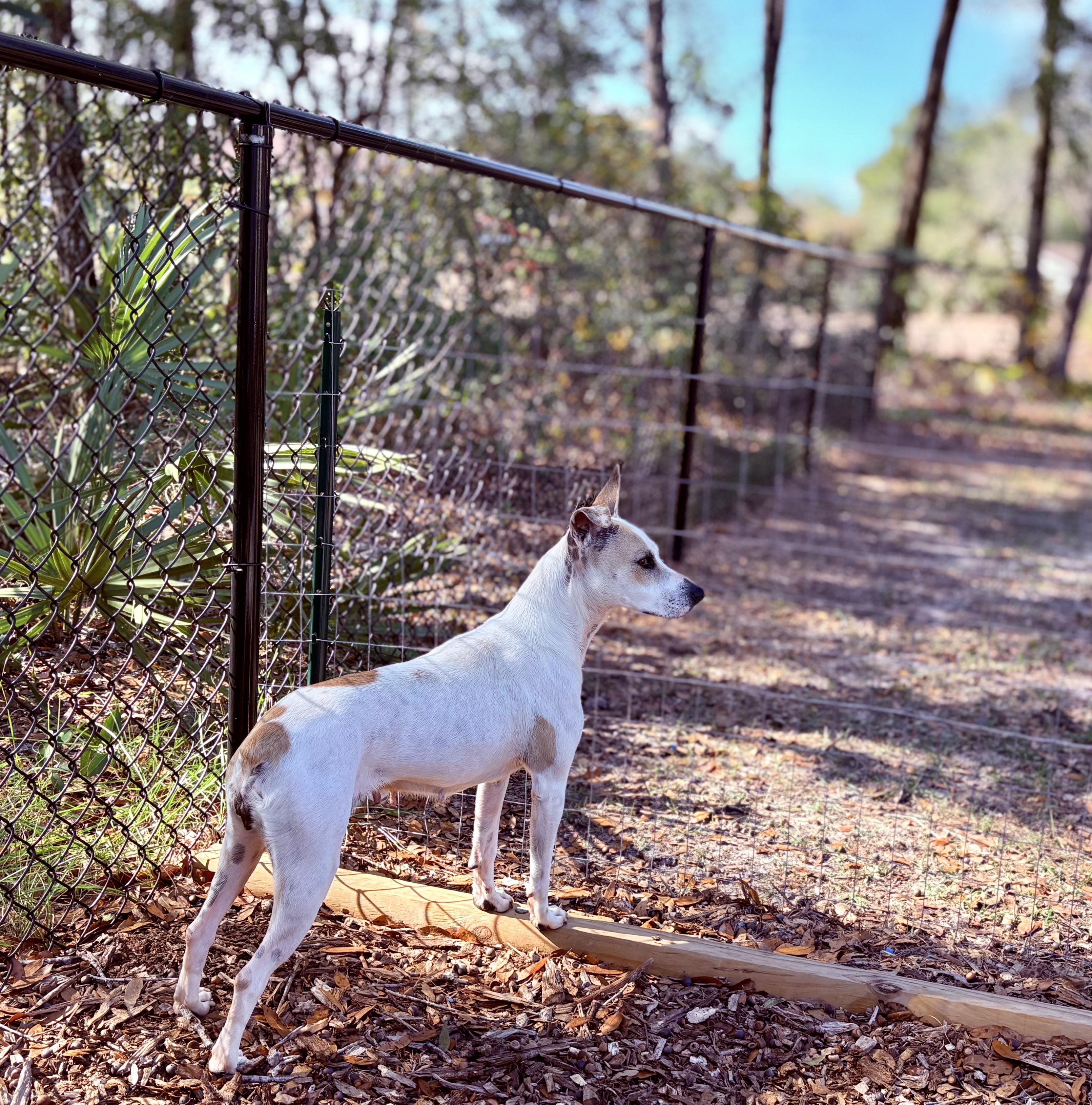 Enlarge Holly, a ADOPTABLE mixed breed in Inverness, FL image 4/5