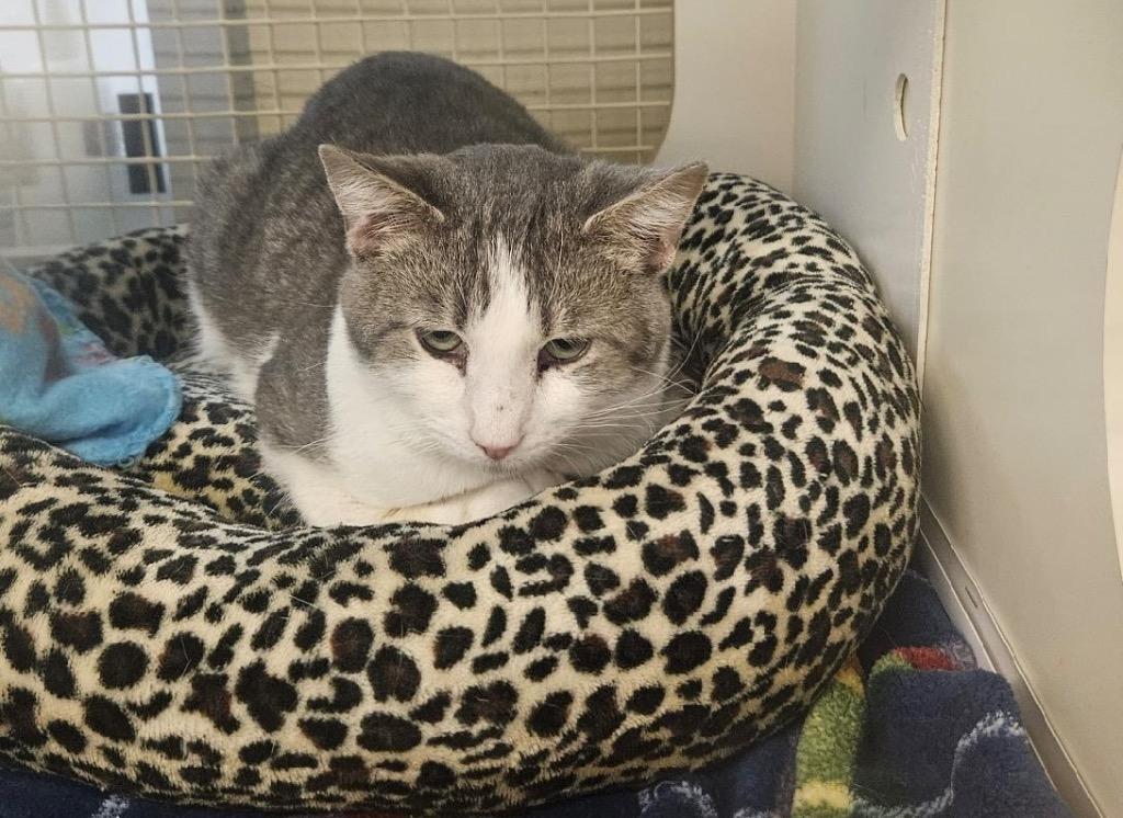 Socks Glen, a Adoptable Domestic Short Hair in Gorham, ME image 1/2