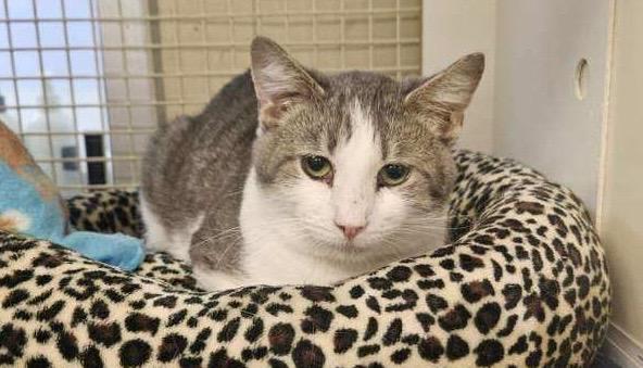 Socks Glen, a Adoptable Domestic Short Hair in Gorham, ME image 2/2