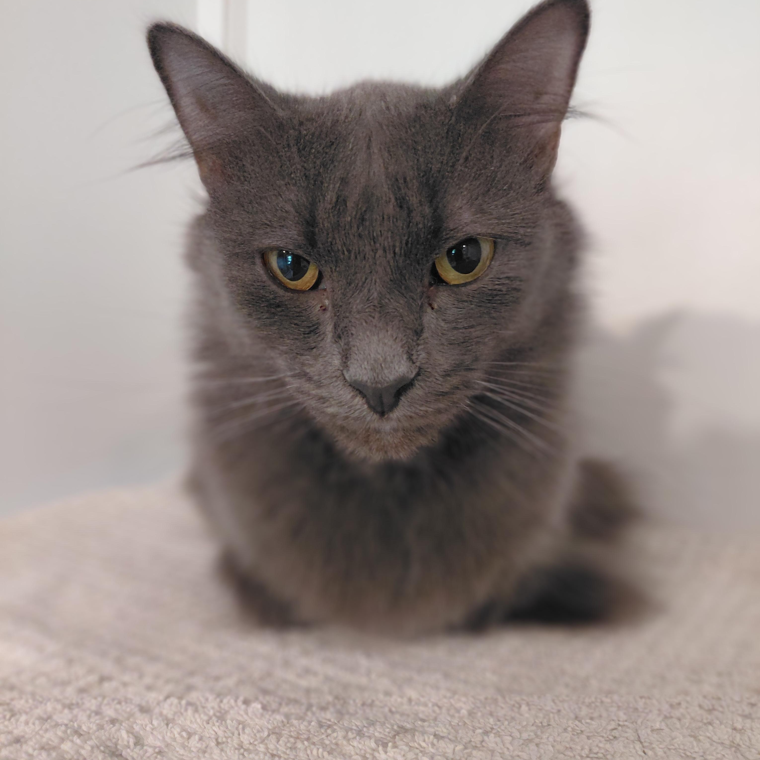 Enlarge Wolfie and Jenson, a Adoptable mixed breed in Littleton, NH image 4/5