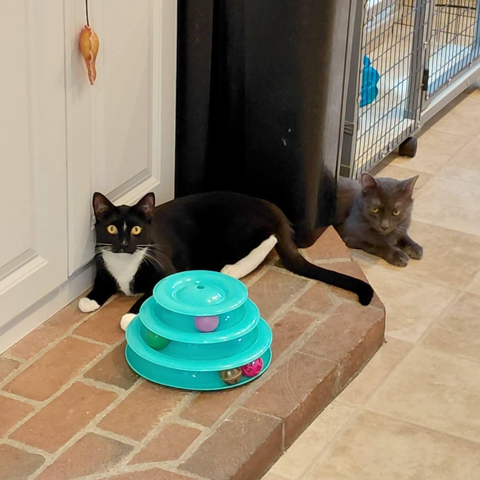 Wolfie and Jenson, a ADOPTABLE mixed breed in Littleton, NH image 2/6