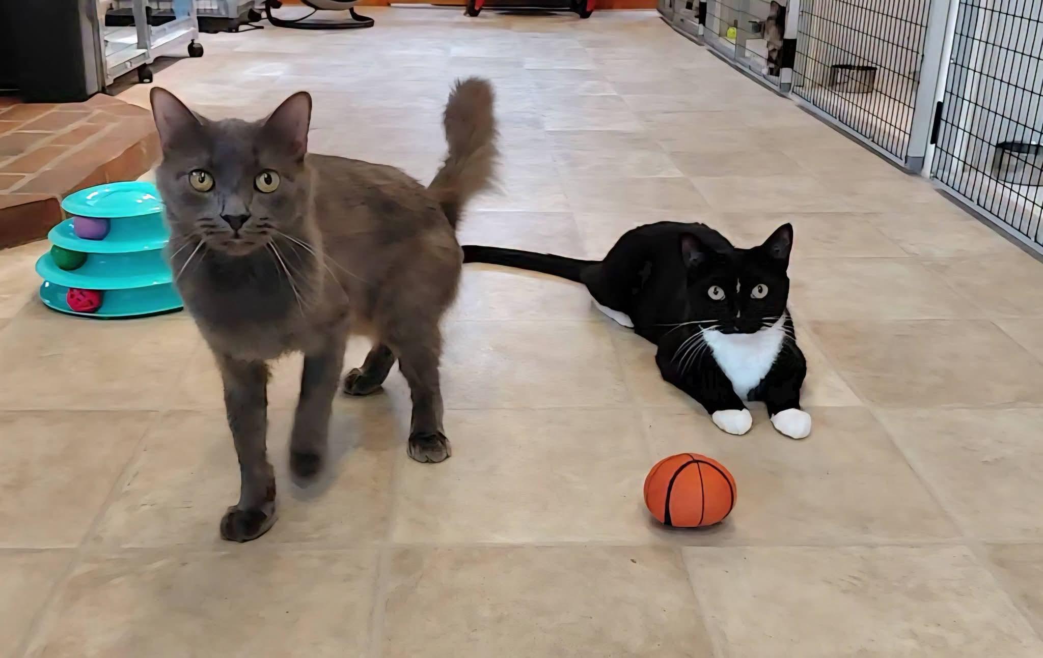 Wolfie and Jenson, ADOPTABLE, Adult Male Domestic Short Hair & Domestic Medium Hair.