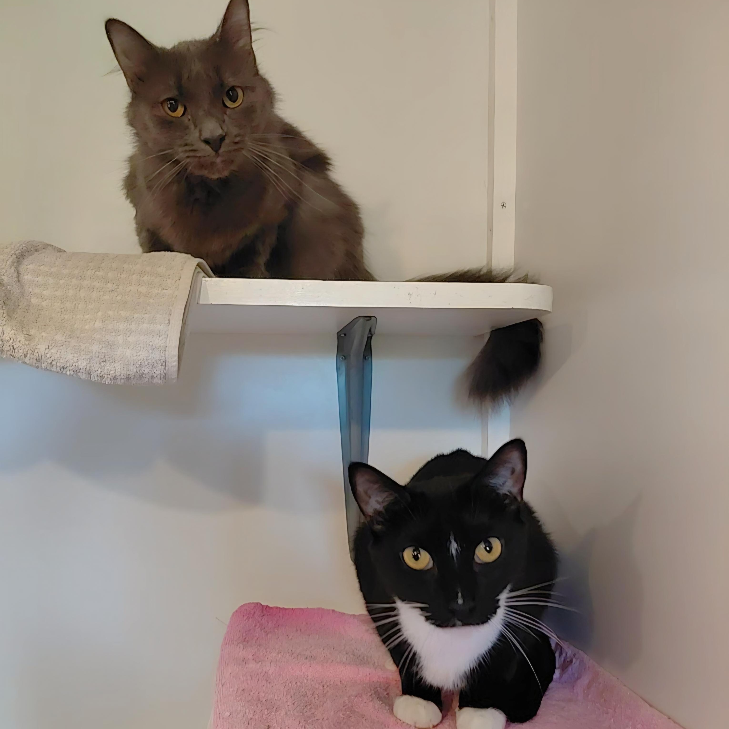 Wolfie and Jenson, Adoptable, Adult Male Domestic Short Hair & Domestic Medium Hair.