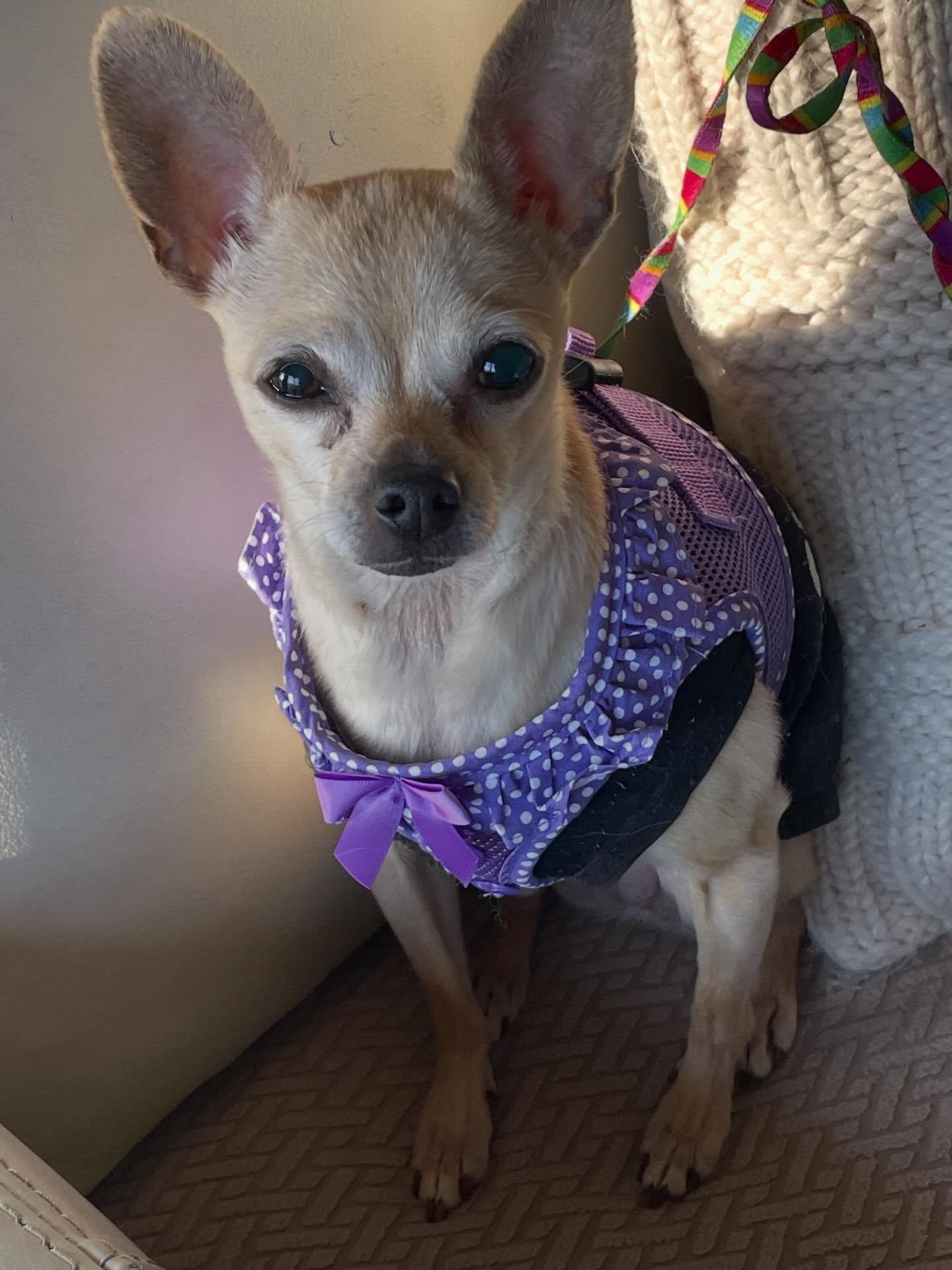 Enlarge Pepper , a ADOPTABLE Chihuahua in Egg Harbor City, NJ image 1/2