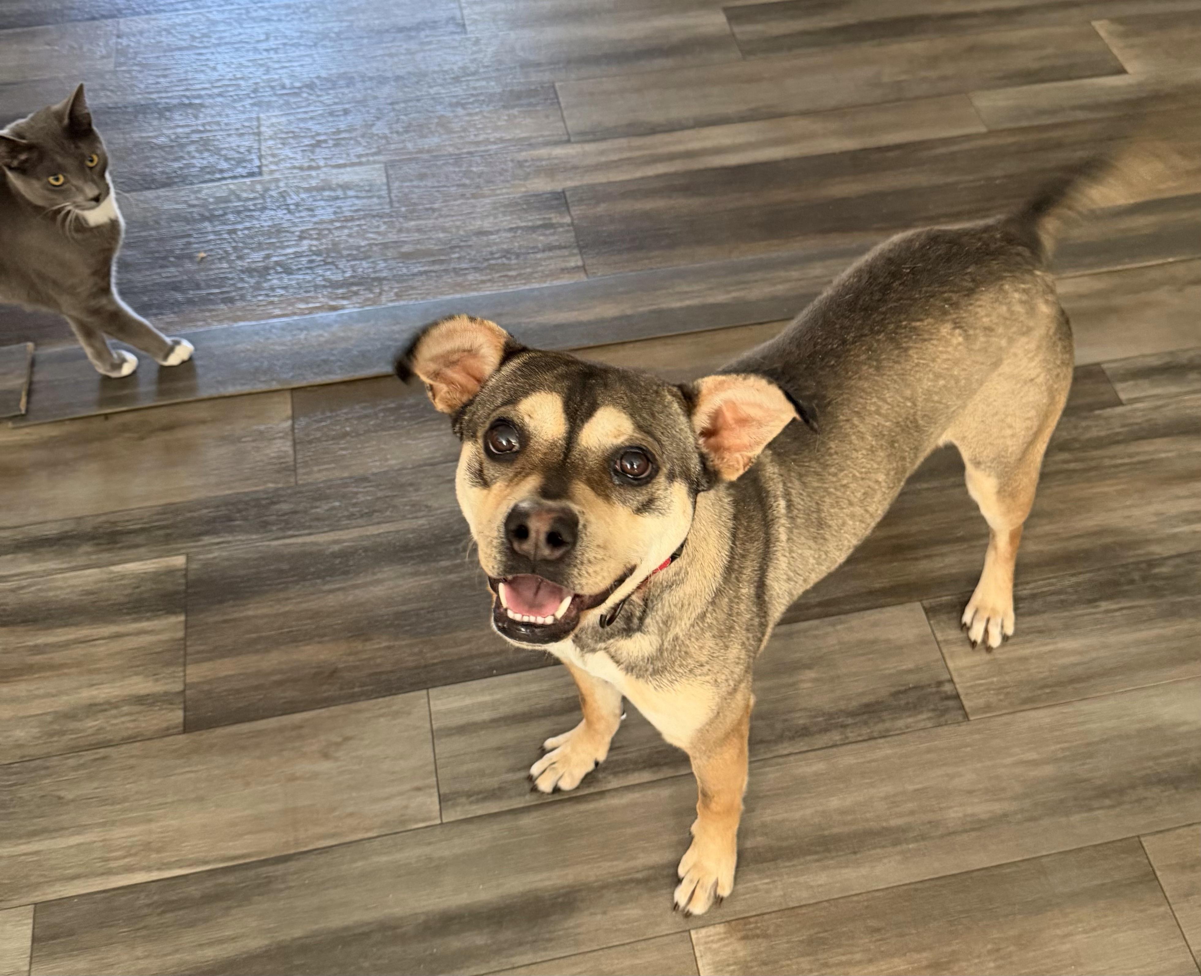 Dave , ADOPTABLE, Adult Male Mixed Breed.