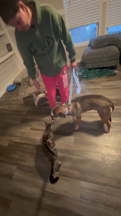 Enlarge Dave , an adopted mixed breed in Darien, GA video 3/4