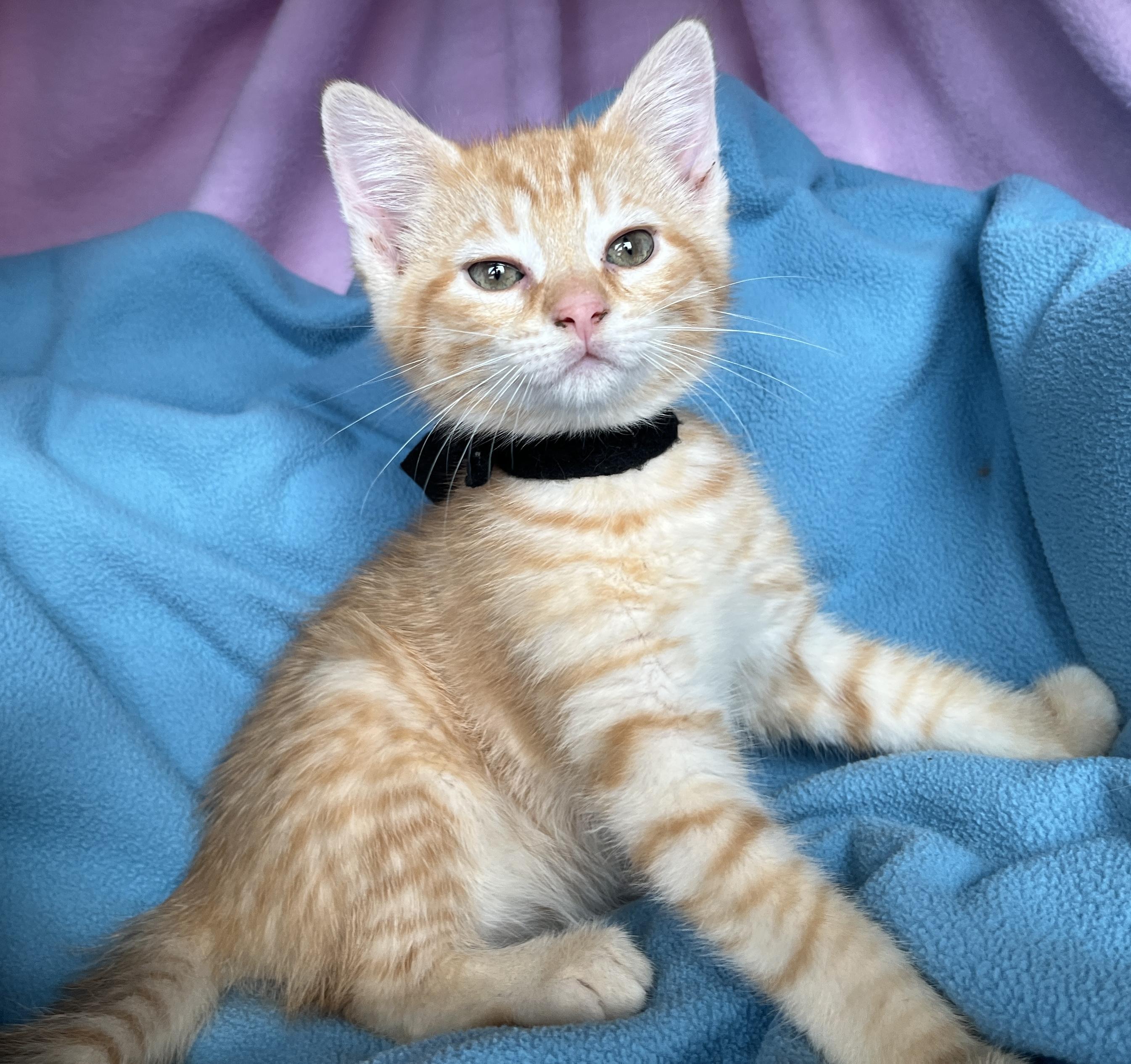 Enlarge Frankie, a ADOPTABLE Tabby in Lake Oswego, OR image 2/2