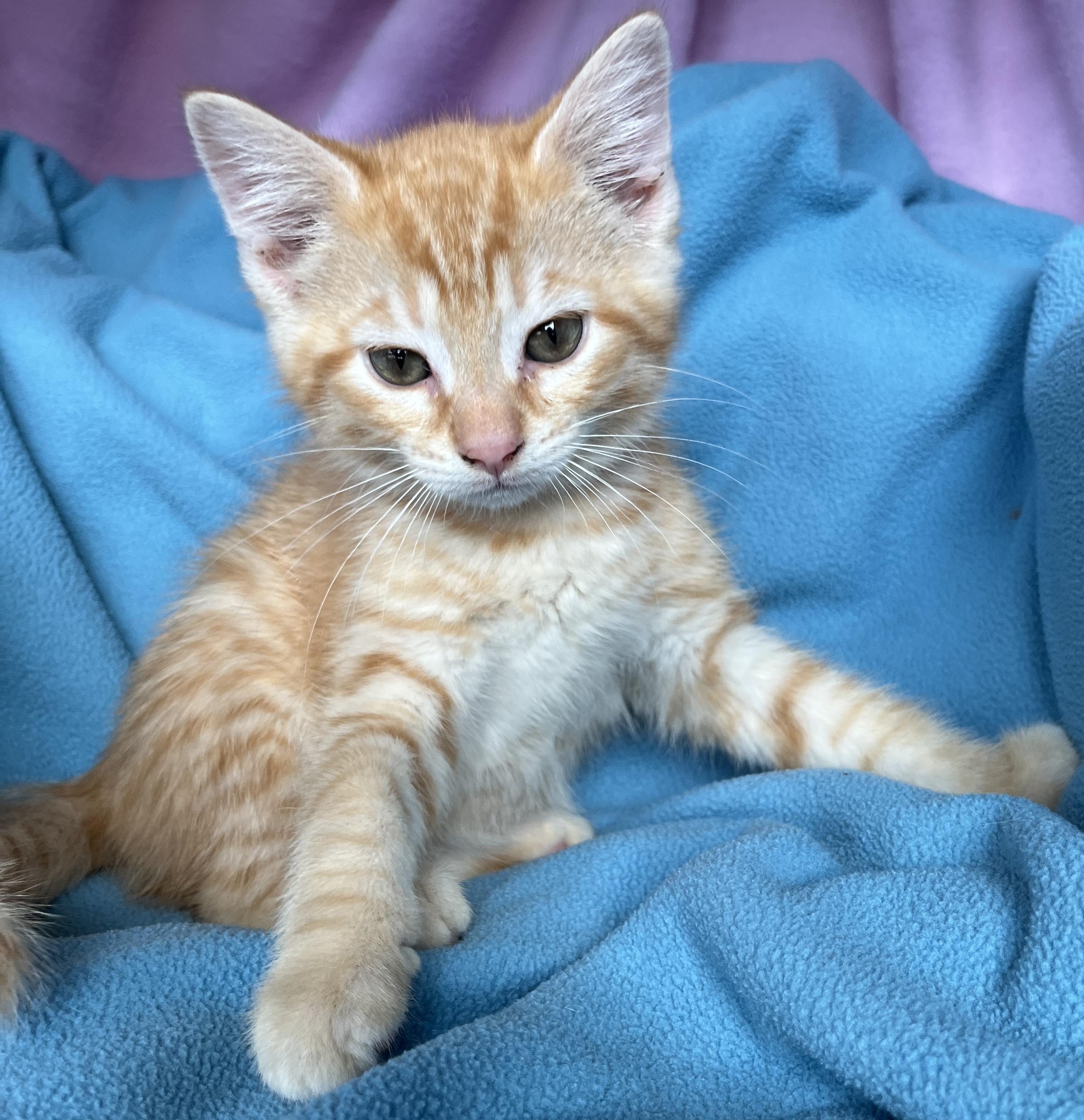 Frankie, ADOPTABLE, Kitten Male Tabby.