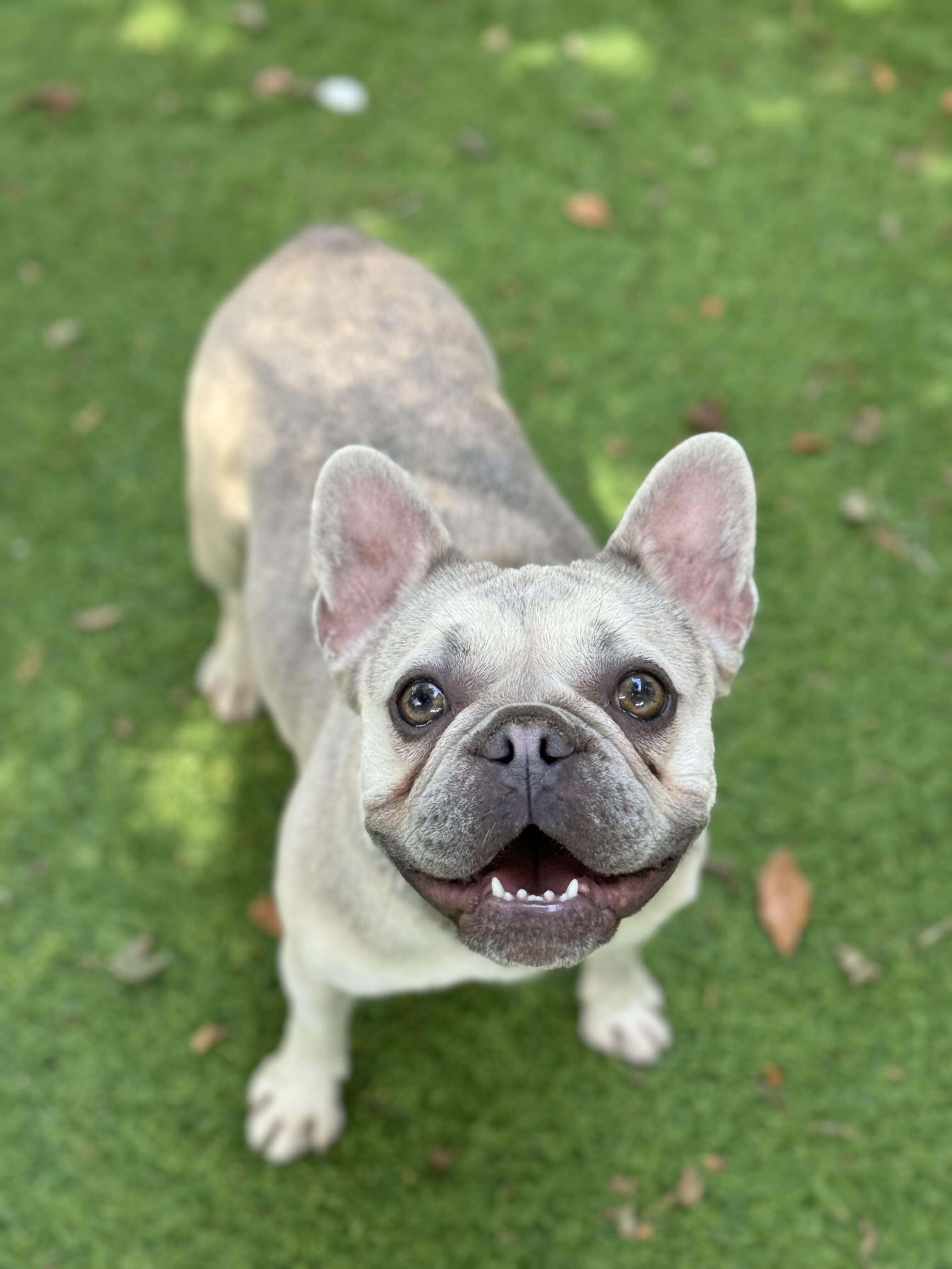 Enlarge MARGOT, a Adopted French Bulldog in San Francisco, CA image 1/1