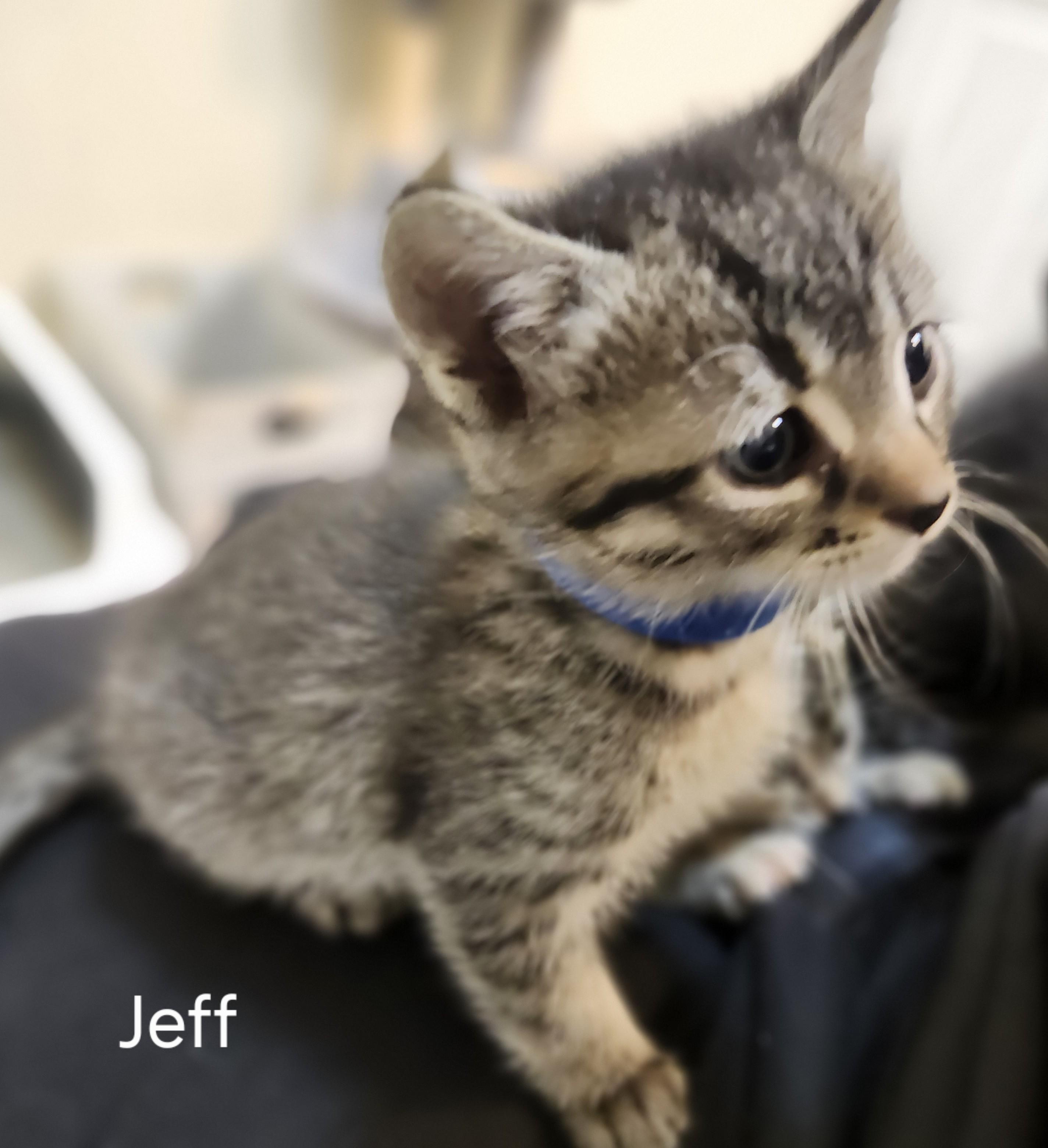 Jeff - loves dogs!