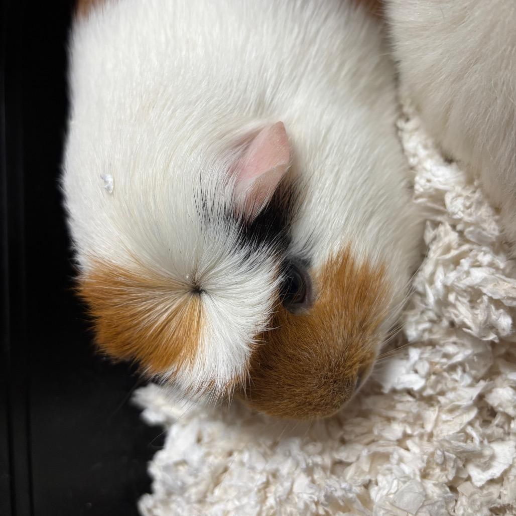 Trixie, Adoptable, Young Female Guinea Pig.