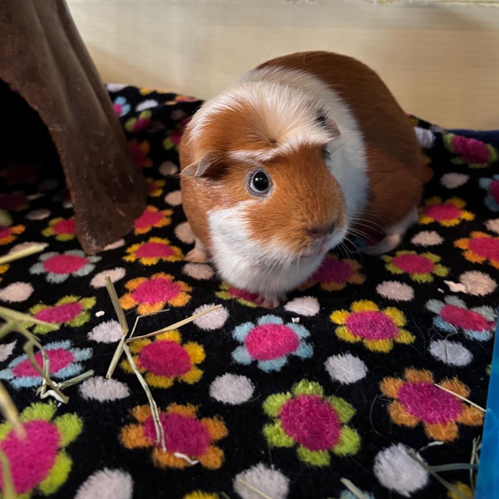 Enlarge Trixie, a Adoptable Guinea Pig in South Burlington, VT image 2/2