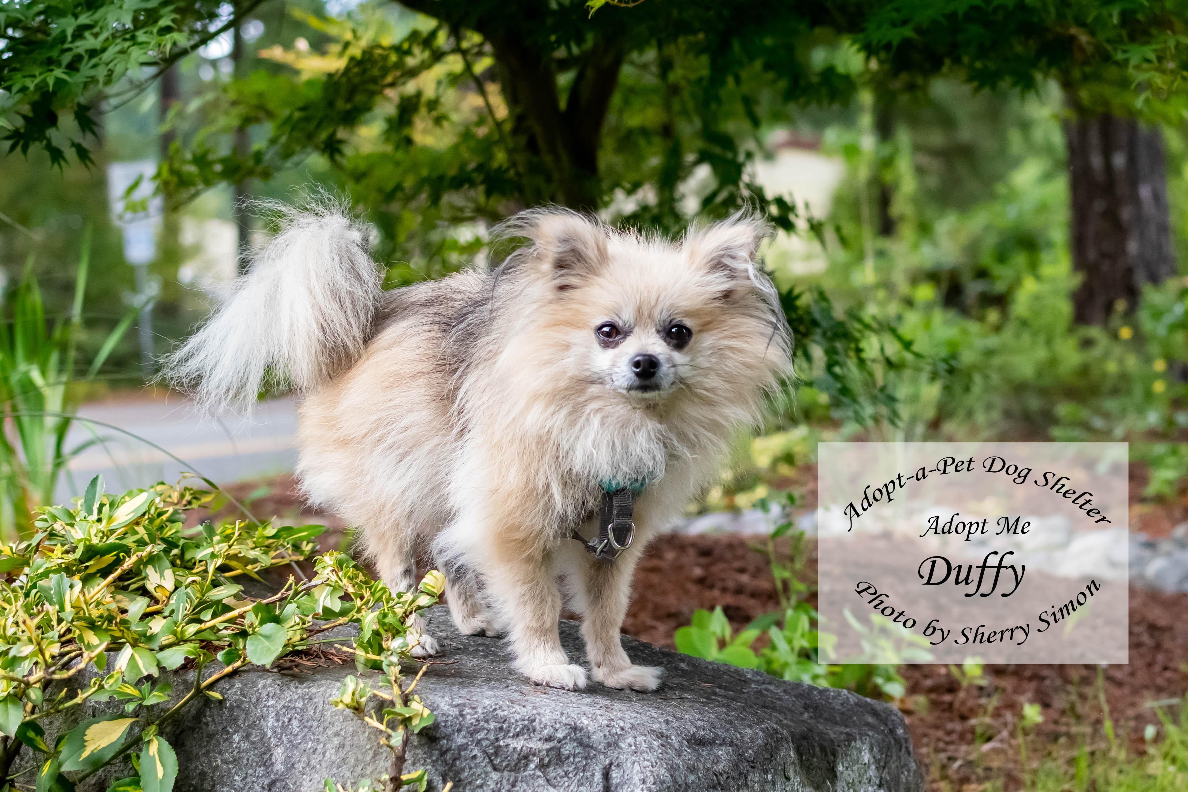DUFFY photo 2