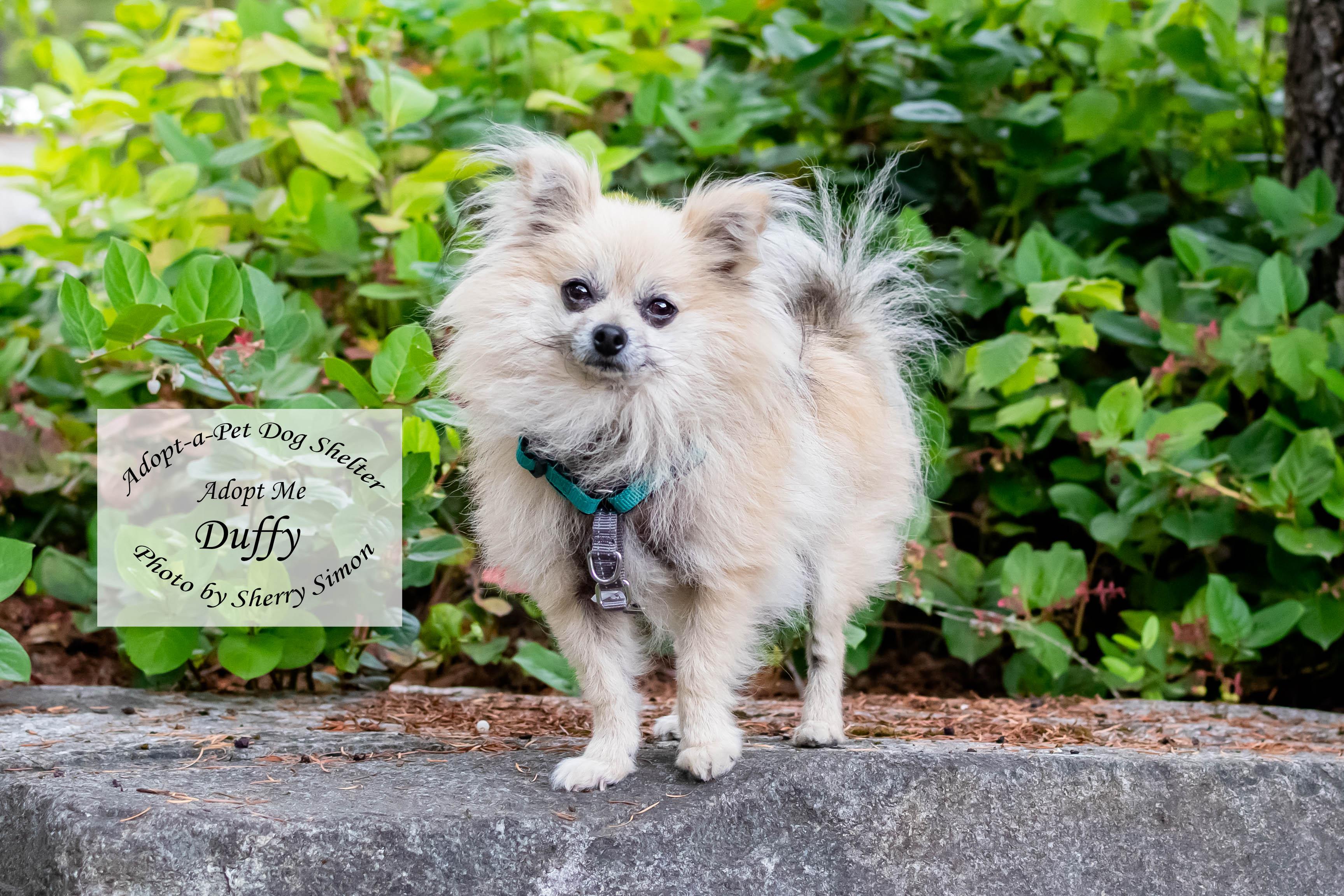 DUFFY photo 3