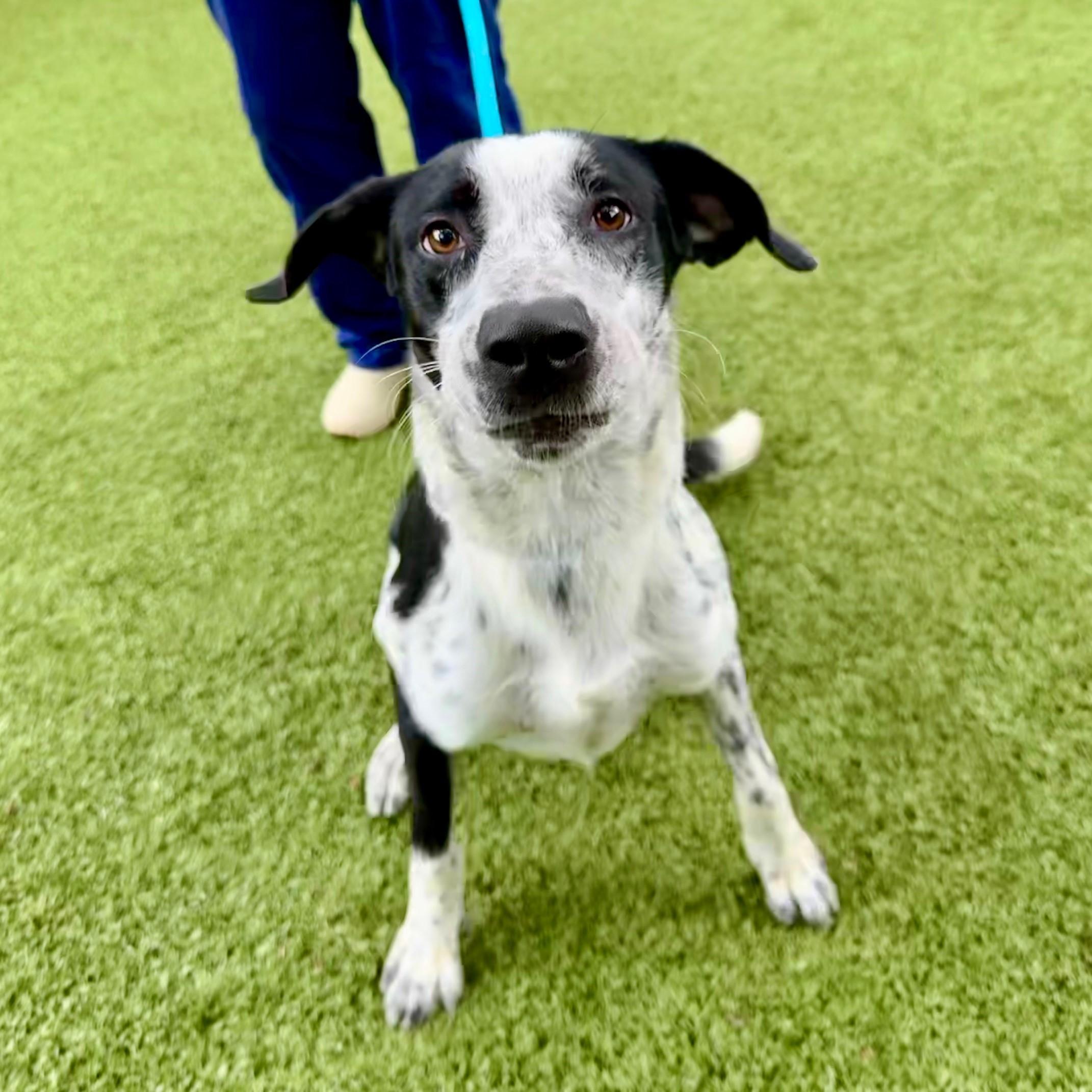 Bentley, a Adoptable mixed breed in Hilton Head Island, SC image 3/4