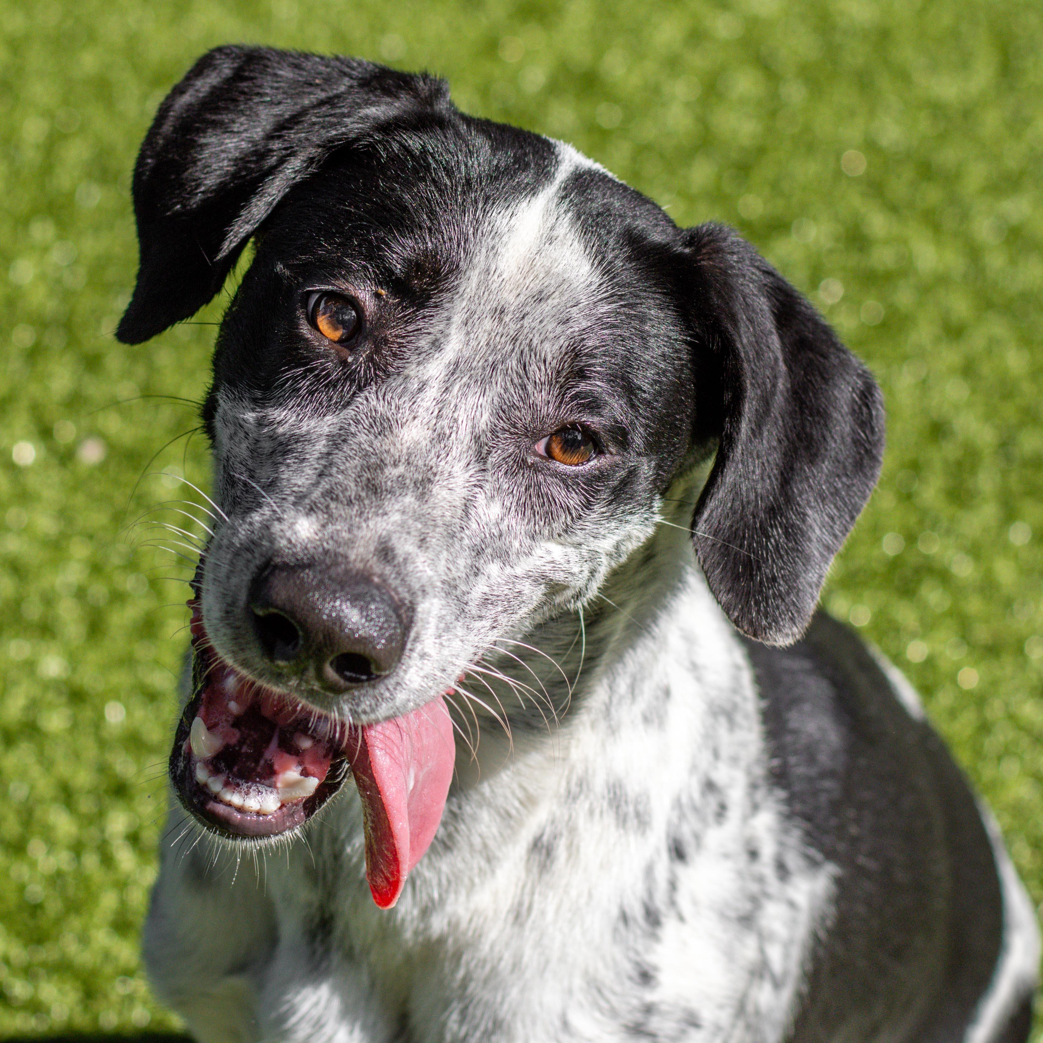 Bentley, Adoptable, Adult Male Terrier.
