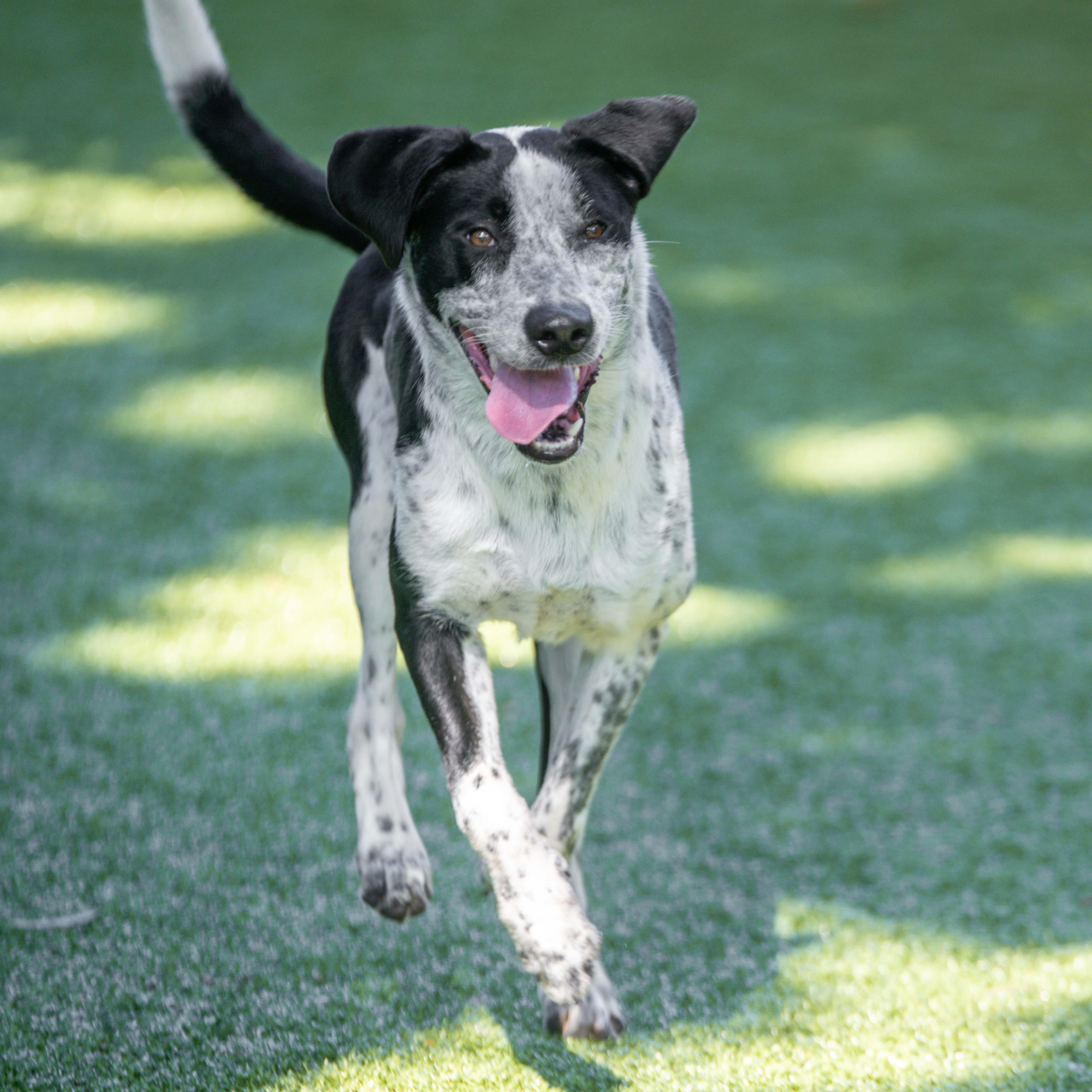 Bentley, a Adoptable mixed breed in Hilton Head Island, SC image 2/4
