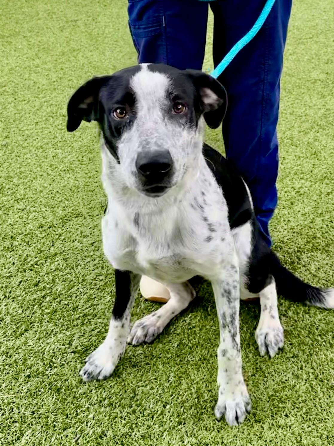 Bentley, a Adoptable mixed breed in Hilton Head Island, SC image 4/4