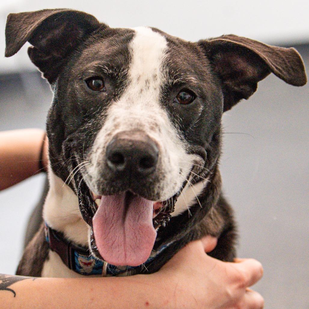 Oreo, Adoptable, Adult Male Mixed Breed.