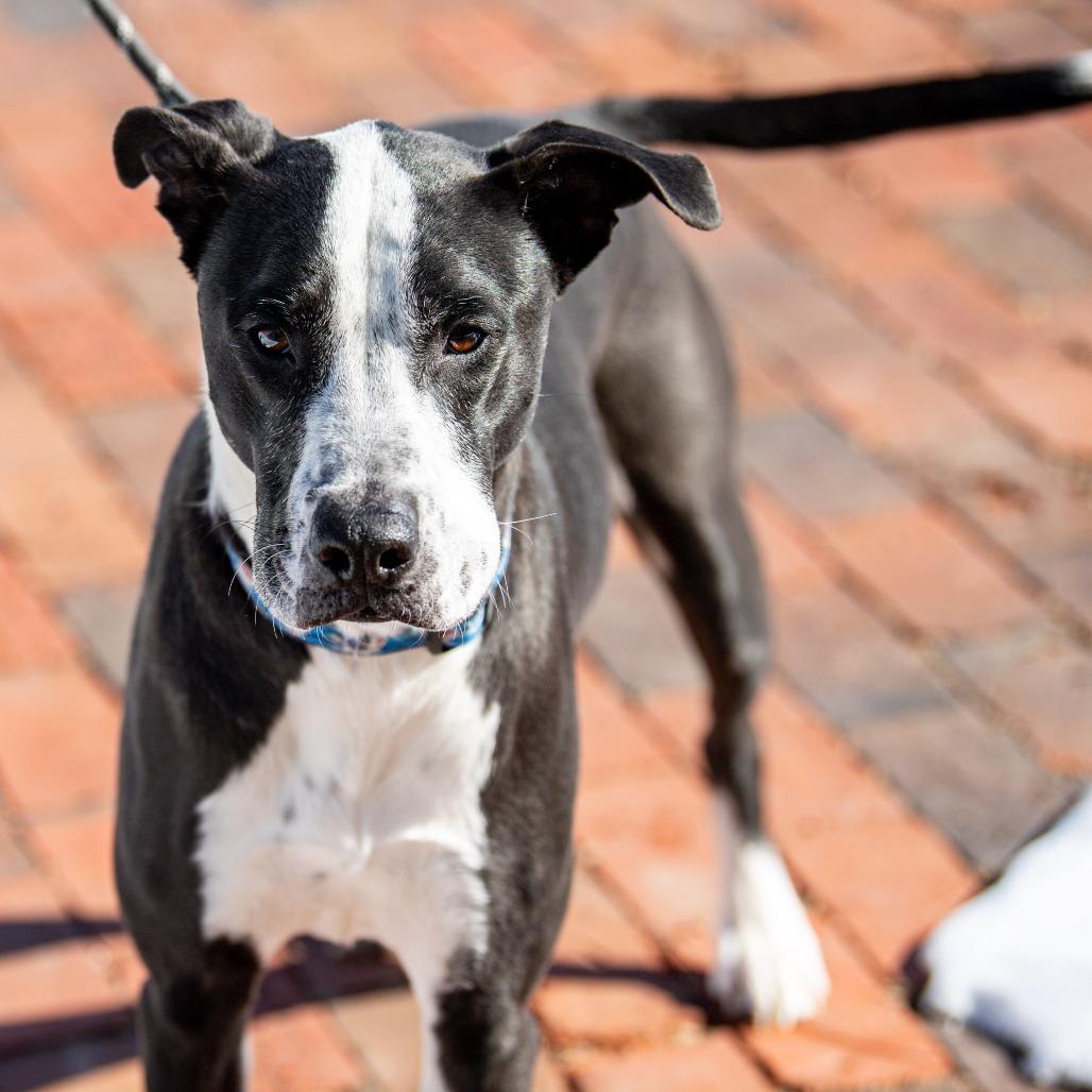 Enlarge Oreo, a Adoptable Mixed Breed in Kennebunk, ME image 2/6