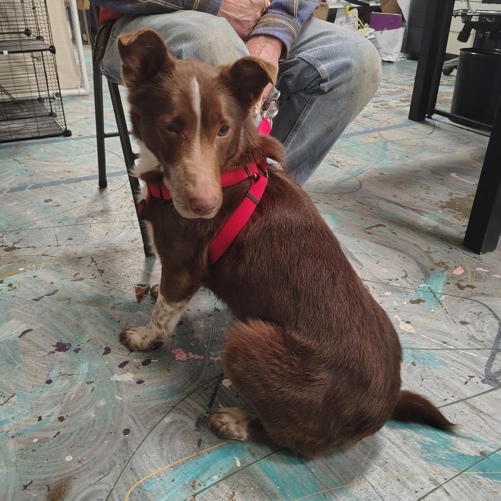 Enlarge Brownie, a Adoptable Cattle Dog in Coos Bay, OR image 1/2
