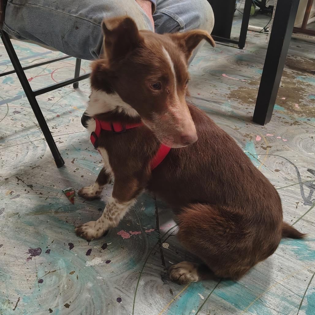 Enlarge Brownie, a Adoptable Cattle Dog in Coos Bay, OR image 2/2