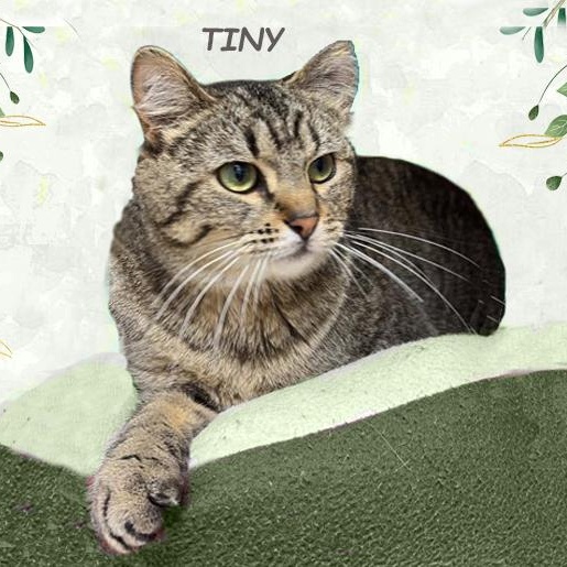 Tiny Avo 5/24 bonded w/Mama