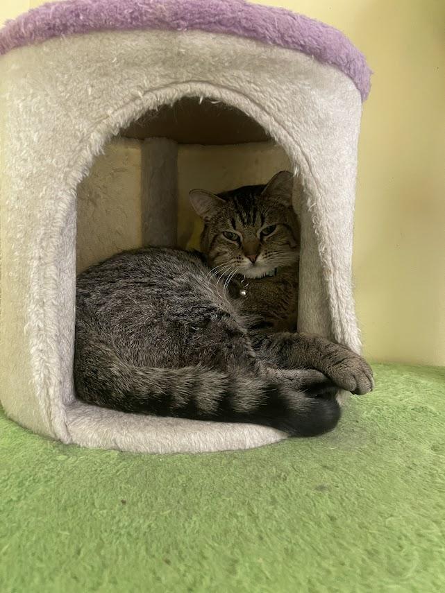 Tiny Avo 5/24 bonded w/Mama
